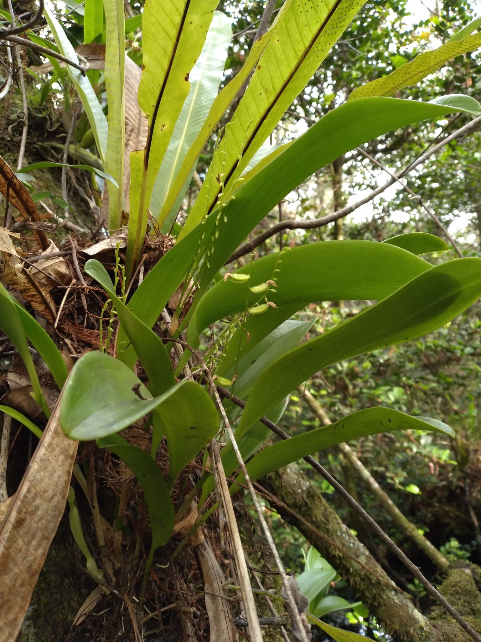 Stelis gelida